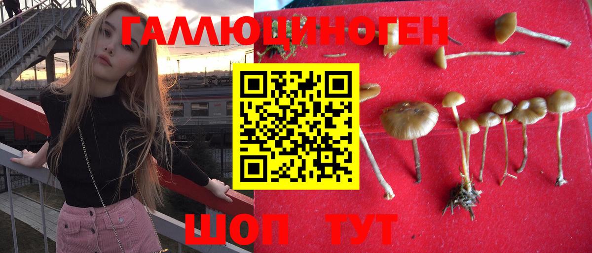Галлюциногенные грибы прущие грибы Карачаевск